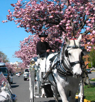 Carriage rides in Victoria, BC